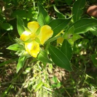 <i>Ludwigia peruviana</i>  (L.) H.Hara